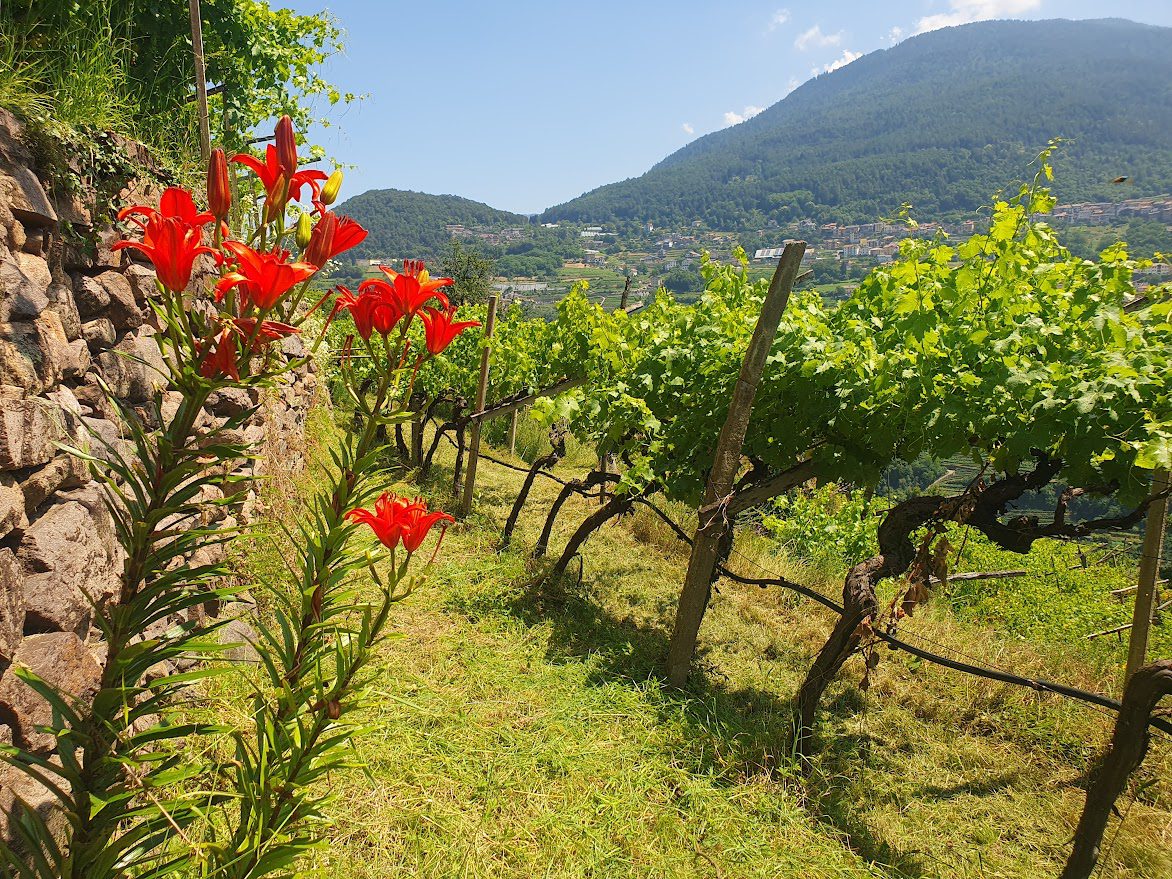 Pergole Schiava Val di Cembra